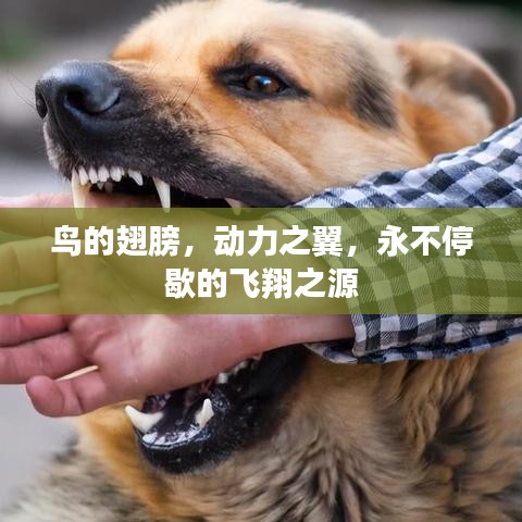 鸟的翅膀，动力之翼，永不停歇的飞翔之源
