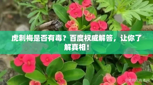 虎刺梅是否有毒？百度权威解答，让你了解真相！