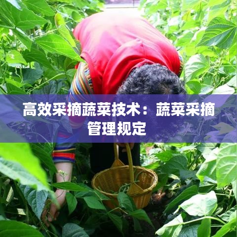 高效采摘蔬菜技术：蔬菜采摘管理规定 