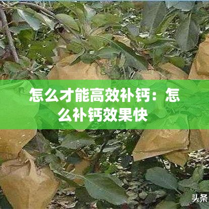 怎么才能高效补钙：怎么补钙效果快 