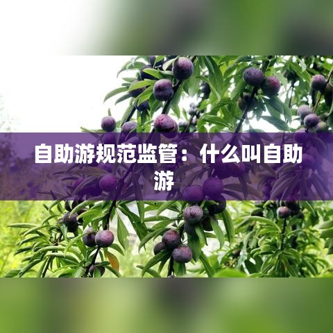 自助游规范监管：什么叫自助游 