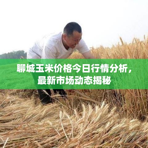 聊城玉米价格今日行情分析，最新市场动态揭秘
