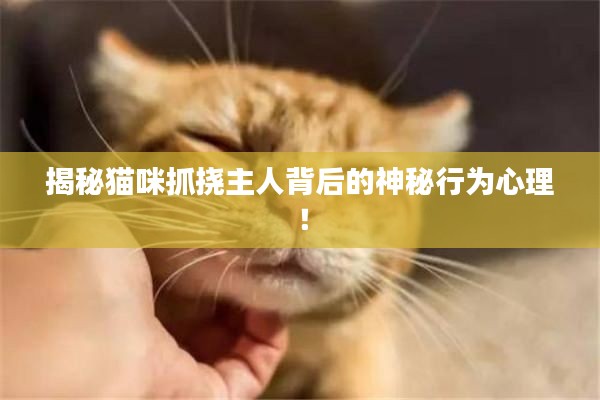 揭秘猫咪抓挠主人背后的神秘行为心理！