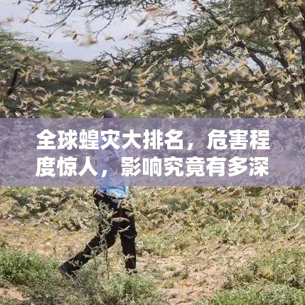 全球蝗灾大排名，危害程度惊人，影响究竟有多深？