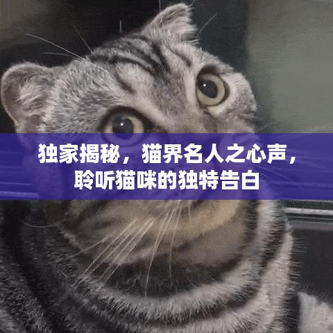 独家揭秘，猫界名人之心声，聆听猫咪的独特告白