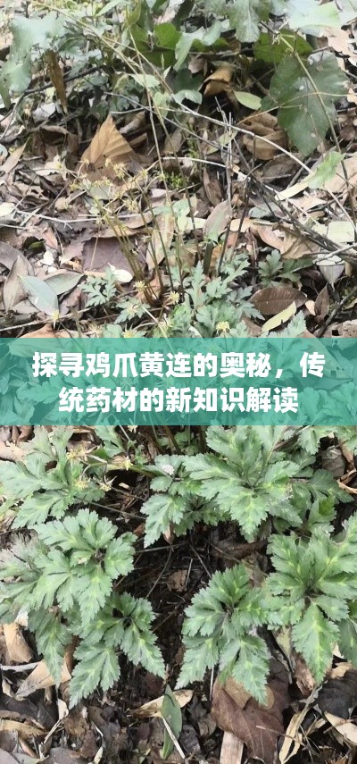 探寻鸡爪黄连的奥秘，传统药材的新知识解读