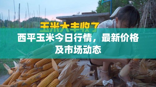 西平玉米今日行情，最新价格及市场动态