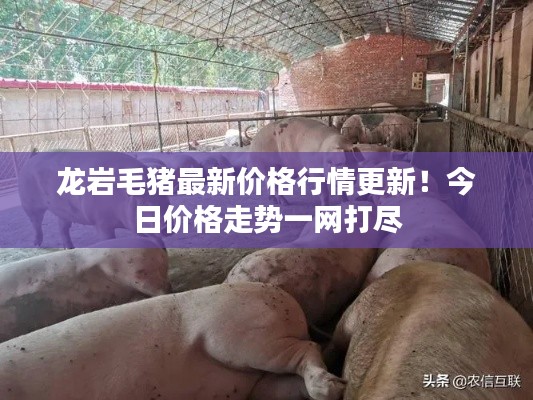 龙岩毛猪最新价格行情更新！今日价格走势一网打尽