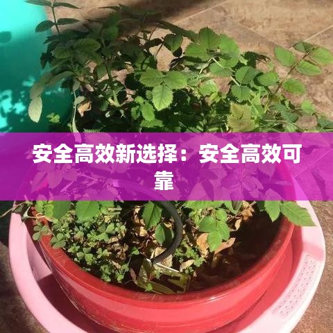安全高效新选择：安全高效可靠 