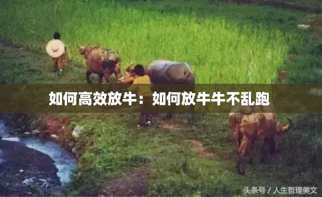 如何高效放牛：如何放牛牛不乱跑 
