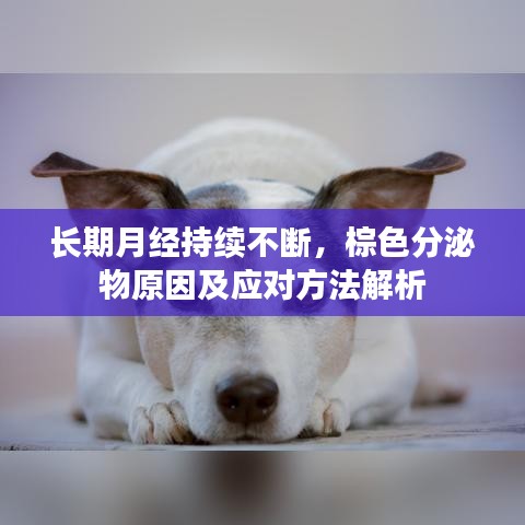 长期月经持续不断，棕色分泌物原因及应对方法解析
