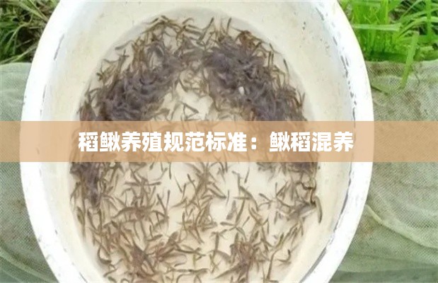 稻鳅养殖规范标准：鳅稻混养 