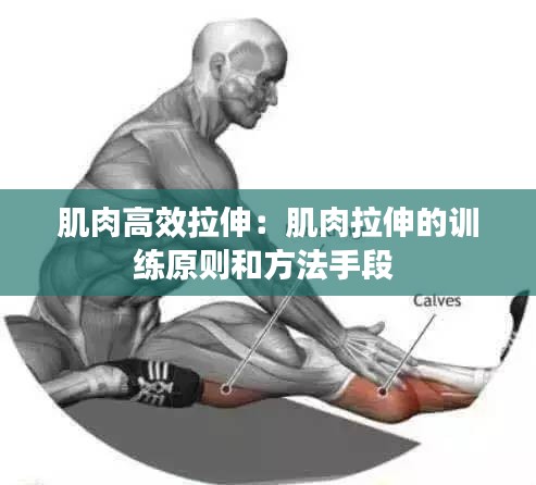 肌肉高效拉伸：肌肉拉伸的训练原则和方法手段 