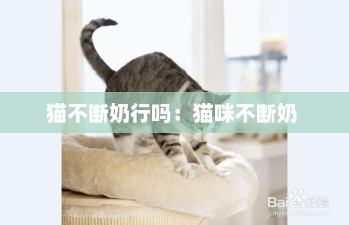 猫不断奶行吗：猫咪不断奶 