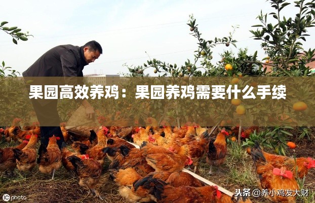 果园高效养鸡：果园养鸡需要什么手续 
