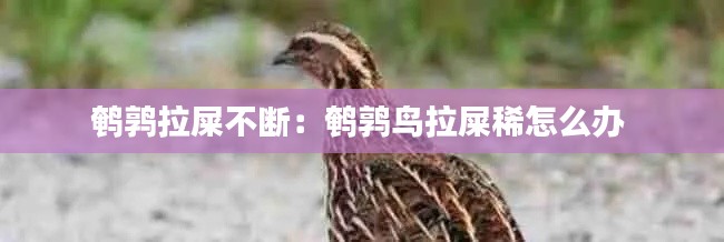 鹌鹑拉屎不断：鹌鹑鸟拉屎稀怎么办 
