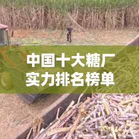 中国十大糖厂实力排名榜单揭晓