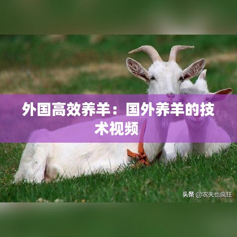 外国高效养羊：国外养羊的技术视频 