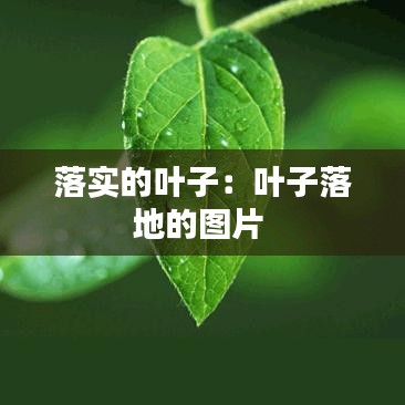 落实的叶子：叶子落地的图片 