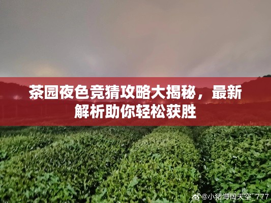 茶园夜色竞猜攻略大揭秘，最新解析助你轻松获胜