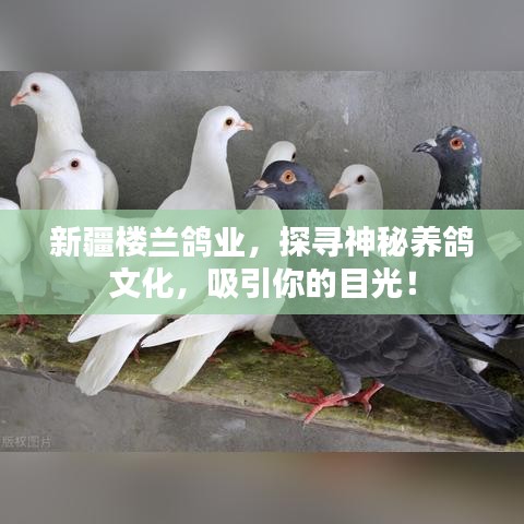 新疆楼兰鸽业，探寻神秘养鸽文化，吸引你的目光！