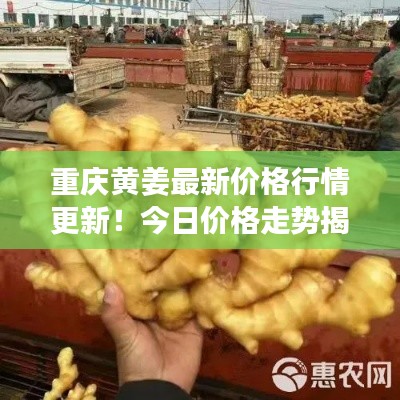 重庆黄姜最新价格行情更新！今日价格走势揭秘