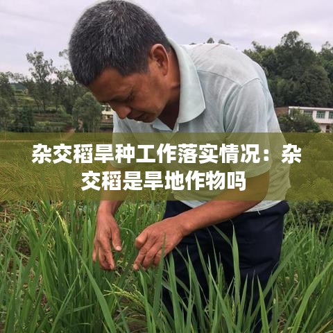 杂交稻旱种工作落实情况：杂交稻是旱地作物吗 