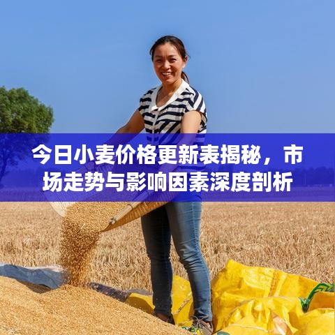 今日小麦价格更新表揭秘，市场走势与影响因素深度剖析