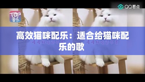 高效猫咪配乐：适合给猫咪配乐的歌 