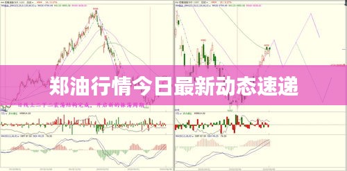 郑油行情今日最新动态速递