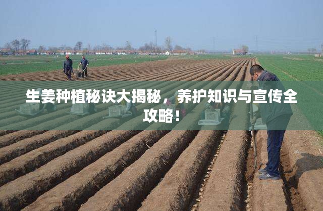 生姜种植秘诀大揭秘，养护知识与宣传全攻略！