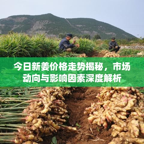 今日新姜价格走势揭秘，市场动向与影响因素深度解析