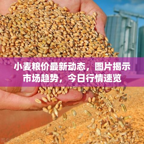 小麦粮价最新动态，图片揭示市场趋势，今日行情速览