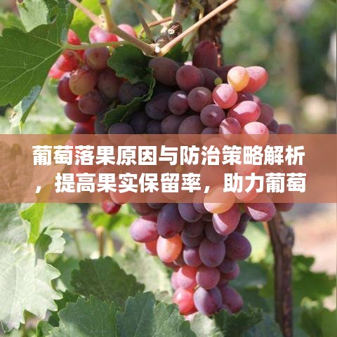 葡萄落果原因与防治策略解析，提高果实保留率，助力葡萄健康生长
