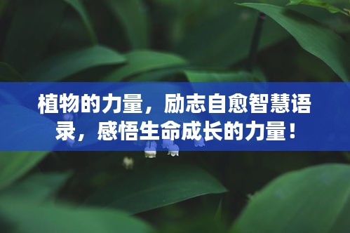 植物的力量，励志自愈智慧语录，感悟生命成长的力量！