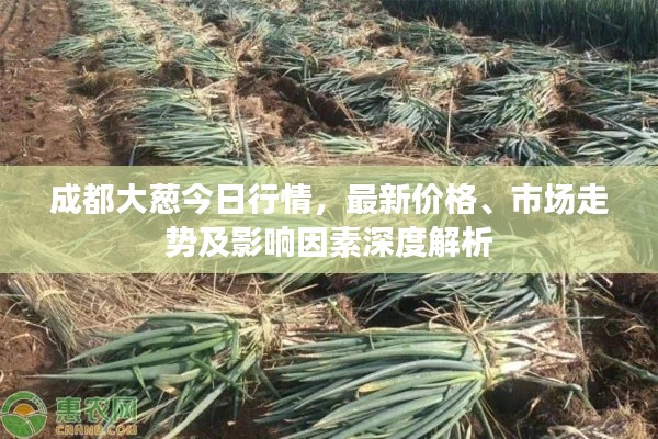 成都大葱今日行情，最新价格、市场走势及影响因素深度解析