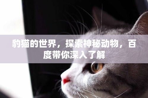 豹猫的世界，探索神秘动物，百度带你深入了解