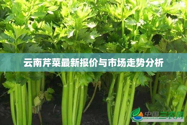 云南芹菜最新报价与市场走势分析
