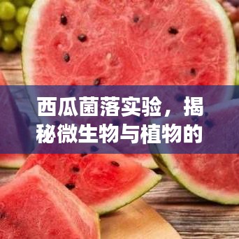 西瓜菌落实验，揭秘微生物与植物的神秘互动