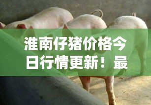 淮南仔猪价格今日行情更新！最新报价一网打尽