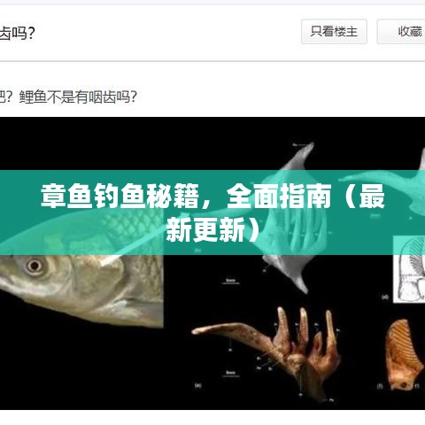 章鱼钓鱼秘籍，全面指南（最新更新）