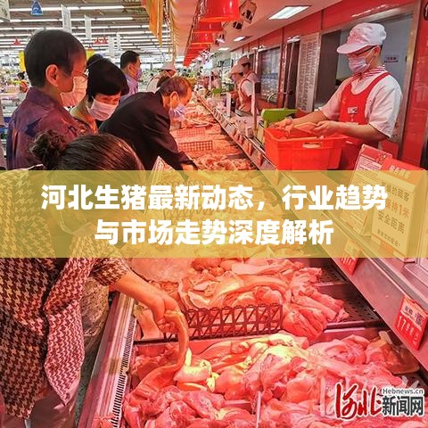 河北生猪最新动态，行业趋势与市场走势深度解析