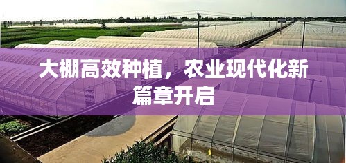 大棚高效种植，农业现代化新篇章开启