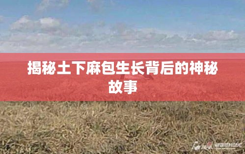 揭秘土下麻包生长背后的神秘故事