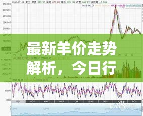 最新羊价走势解析，今日行情、影响因素全掌握！