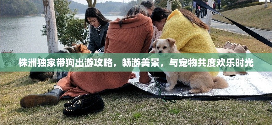 株洲独家带狗出游攻略，畅游美景，与宠物共度欢乐时光