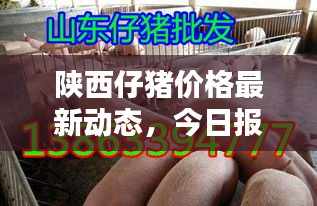 陕西仔猪价格最新动态，今日报价及分析摘要