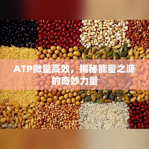 ATP微量高效，揭秘能量之源的奇妙力量