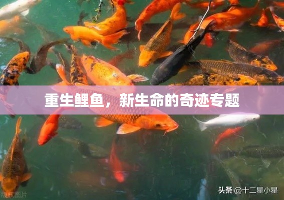重生鲤鱼，新生命的奇迹专题