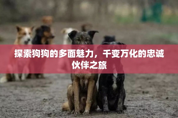 探索狗狗的多面魅力，千变万化的忠诚伙伴之旅